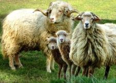 Penamacor: Município promove potencial gastronómico da ovelha churra